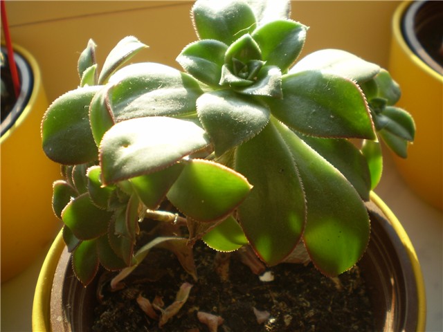 aeonium